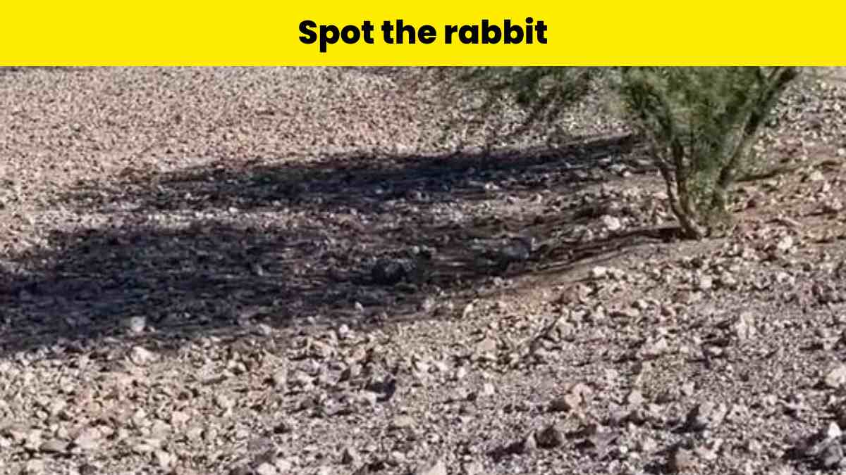 Only someone with 20/20 vision can spot the rabbit on the ground in 10 seconds!
