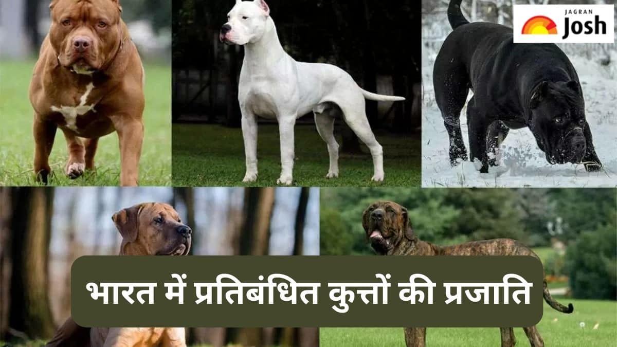 भारत में इन प्रजातियों के कुत्तो के पालने पर है पाबंदी, जानें 