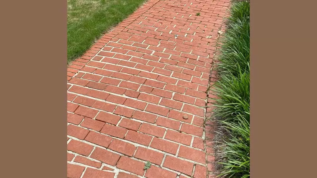 Find Turtle in 5 Seconds