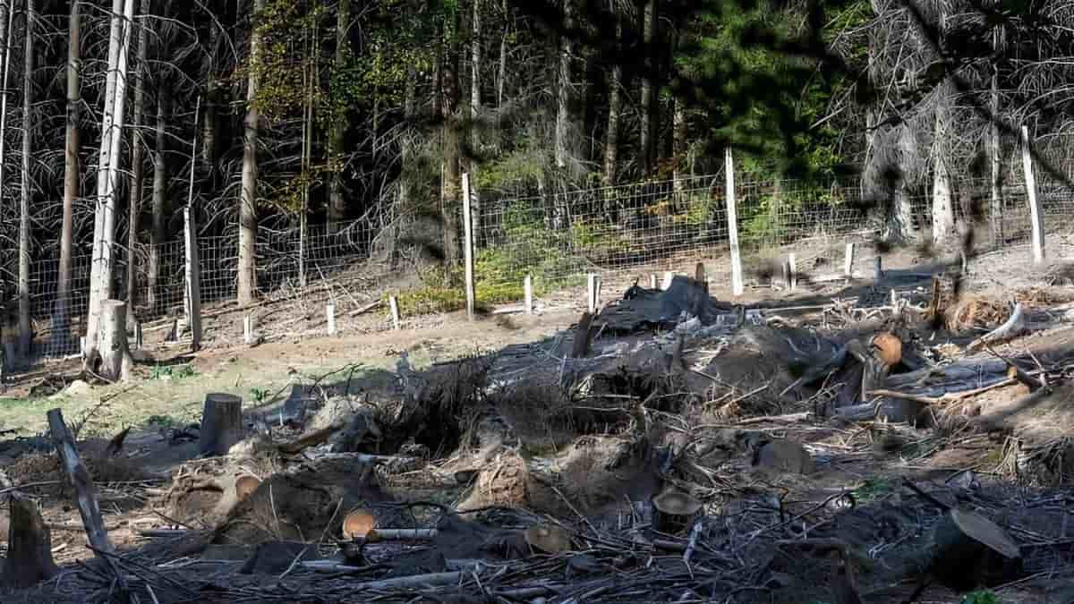 Optical Illusion Game: You have eagle eyes if you can spot the hidden baby stag in 7 seconds