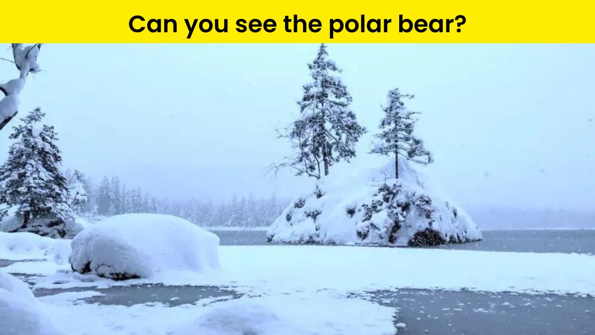 People with 4K vision can spot the polar bear hidden in the icy picture within 8 seconds!