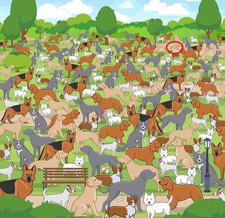 picture puzzle with answers