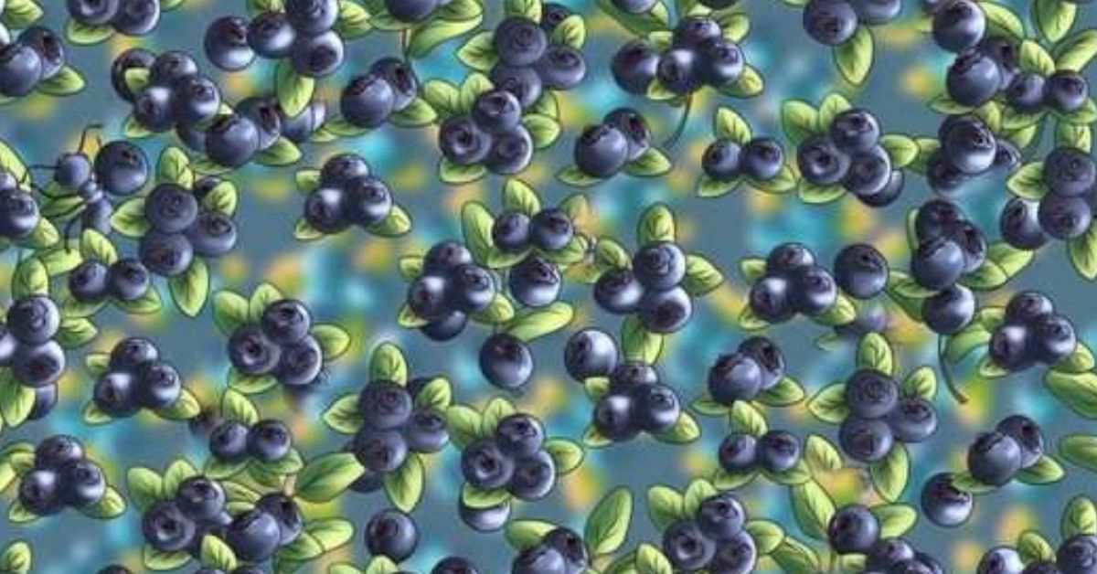 Find the Ant among the Blueberries