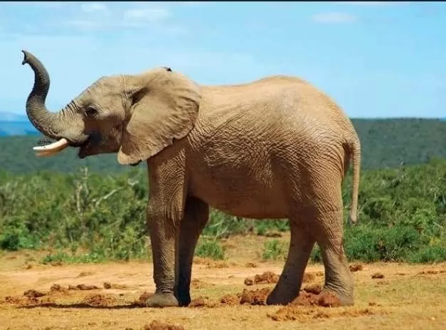 Find the hidden ant on the elephant's body