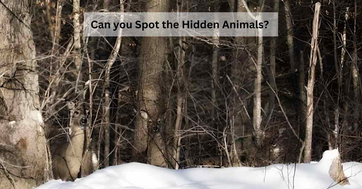 Find the Hidden Animals