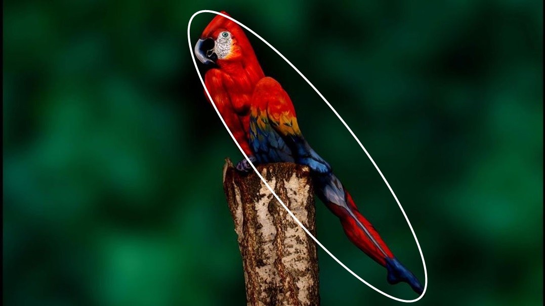 Optical Illusion Test with answers