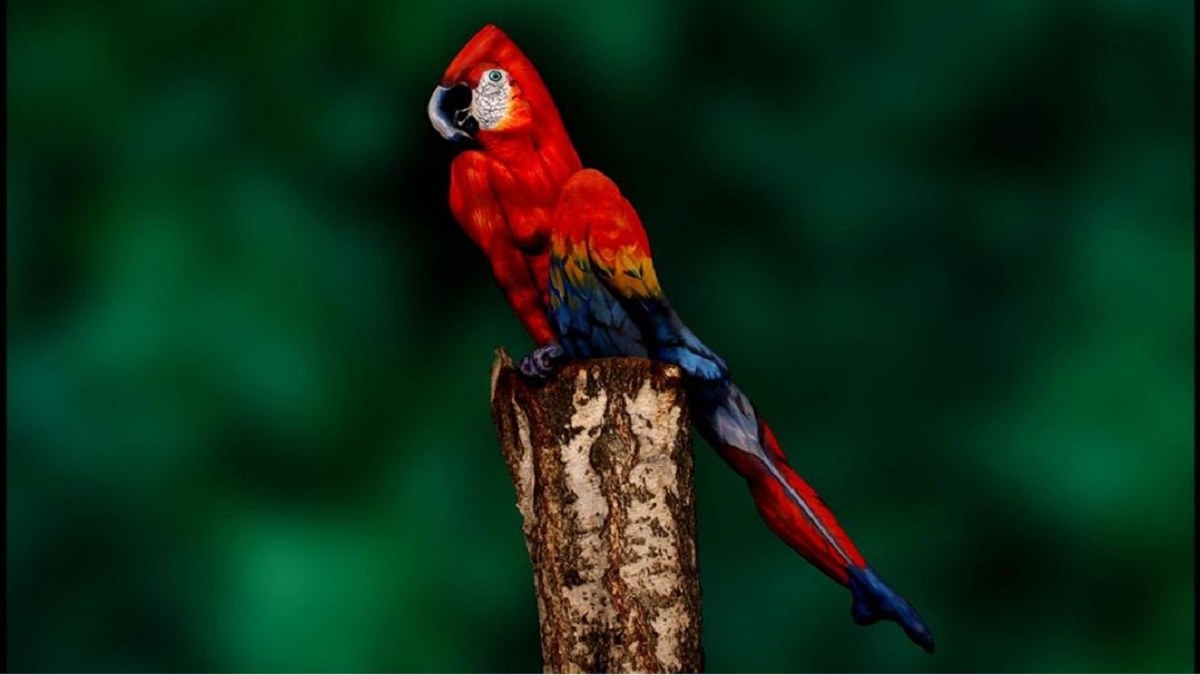 Optical Illusion for IQ Test