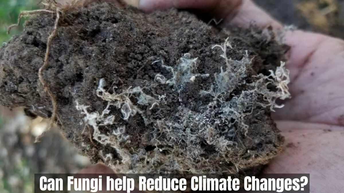 Can Fungi help reduce Climate Changes