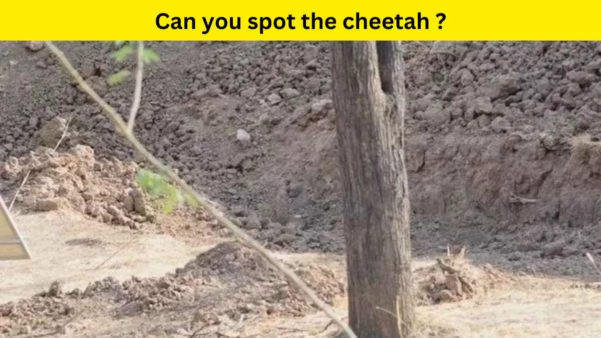 Optical Illusion: Spot the cheetah in 8 seconds