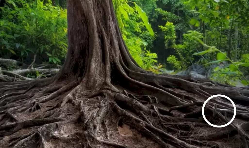 Optical Illusions with answers