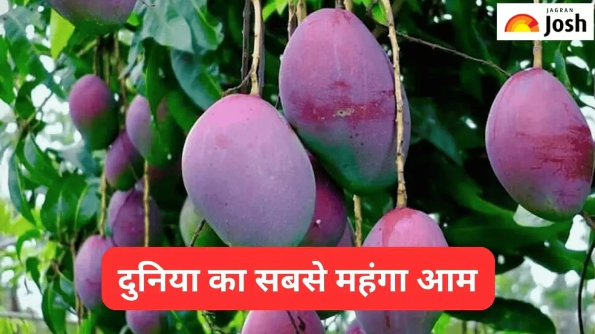 दुनिया का सबसे महंगा आम 