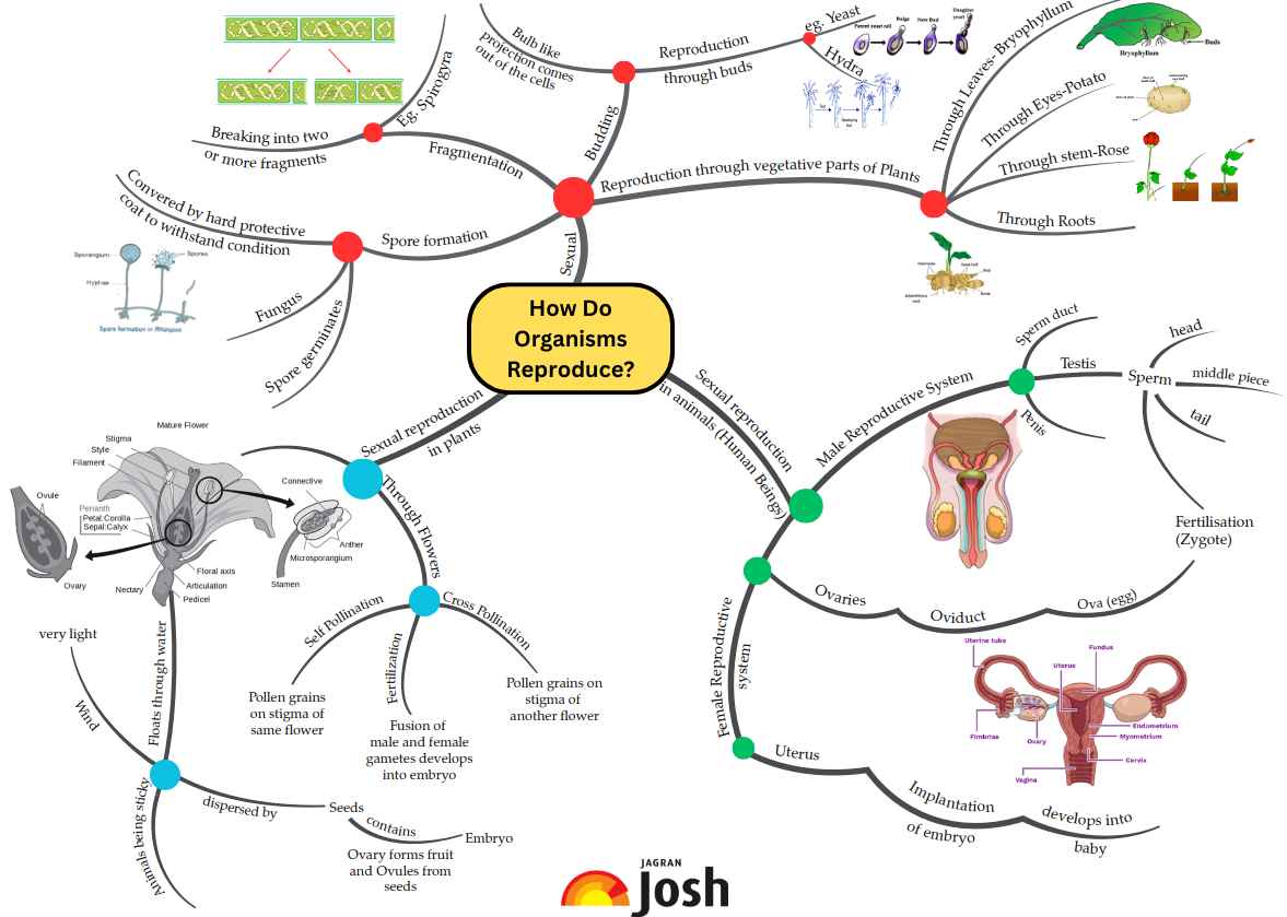 CBSE Class 10 Chapter 7 Science 2023 Mind Map: How do Organisms ...