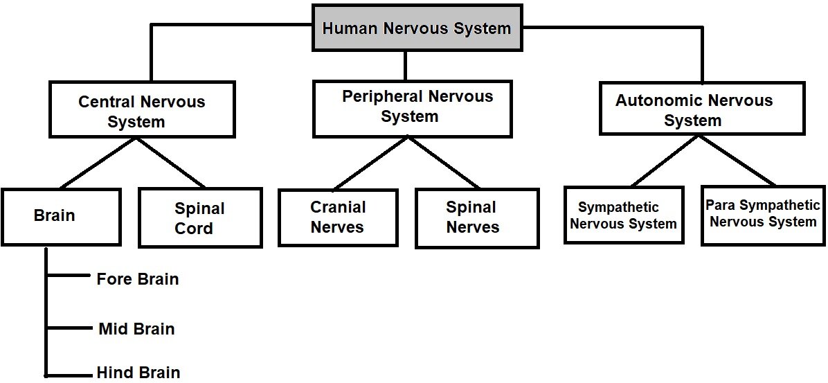 CBSE Class 10 Science Short Notes for Chapter 6 Control and ...