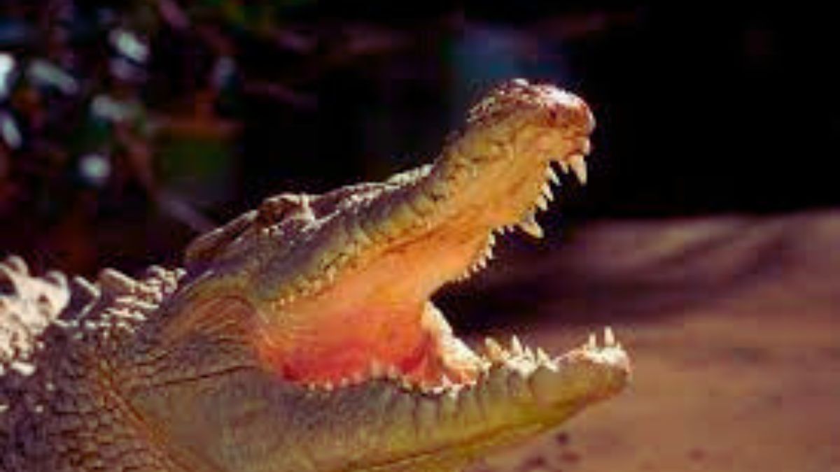 A virgin crocodiles gives birth!