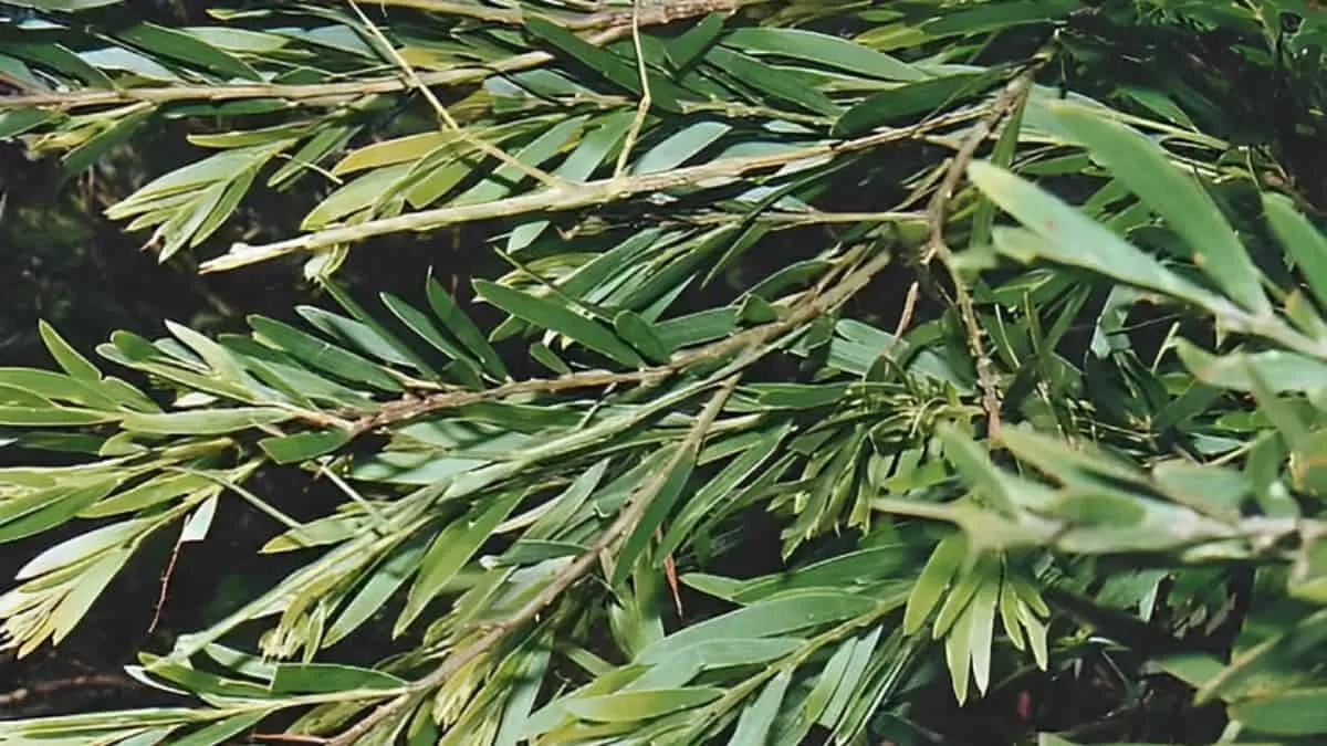 Find Hidden Insect in 4 Seconds
