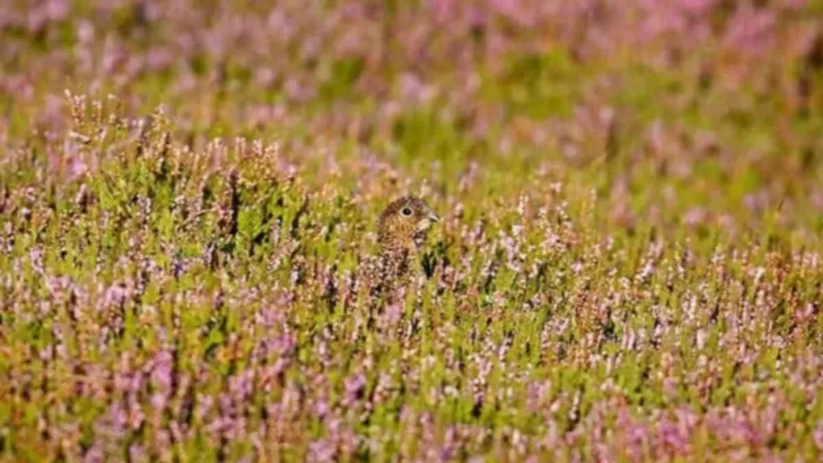 Find Hidden Bird in 3 Seconds