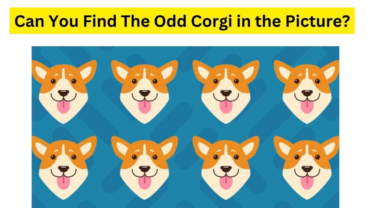 Can you find the corgi in this crazy doggie puzzle?