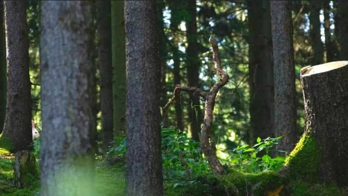 Find the hidden rabbit!
