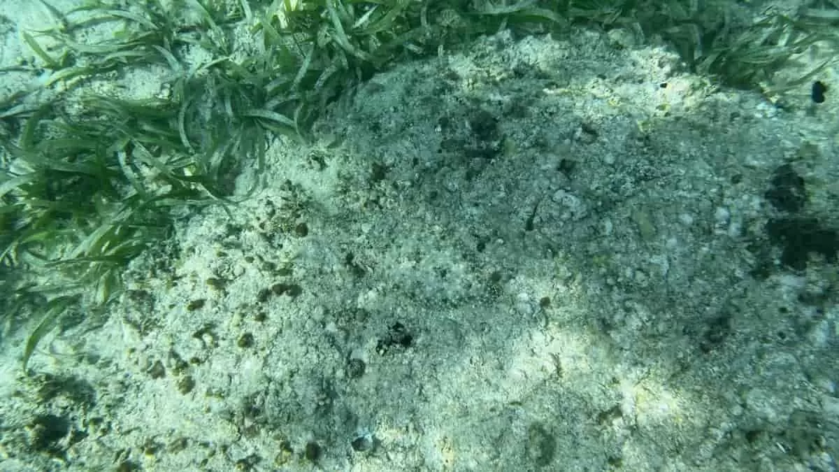 Find Fish in the Sea in 9 Seconds