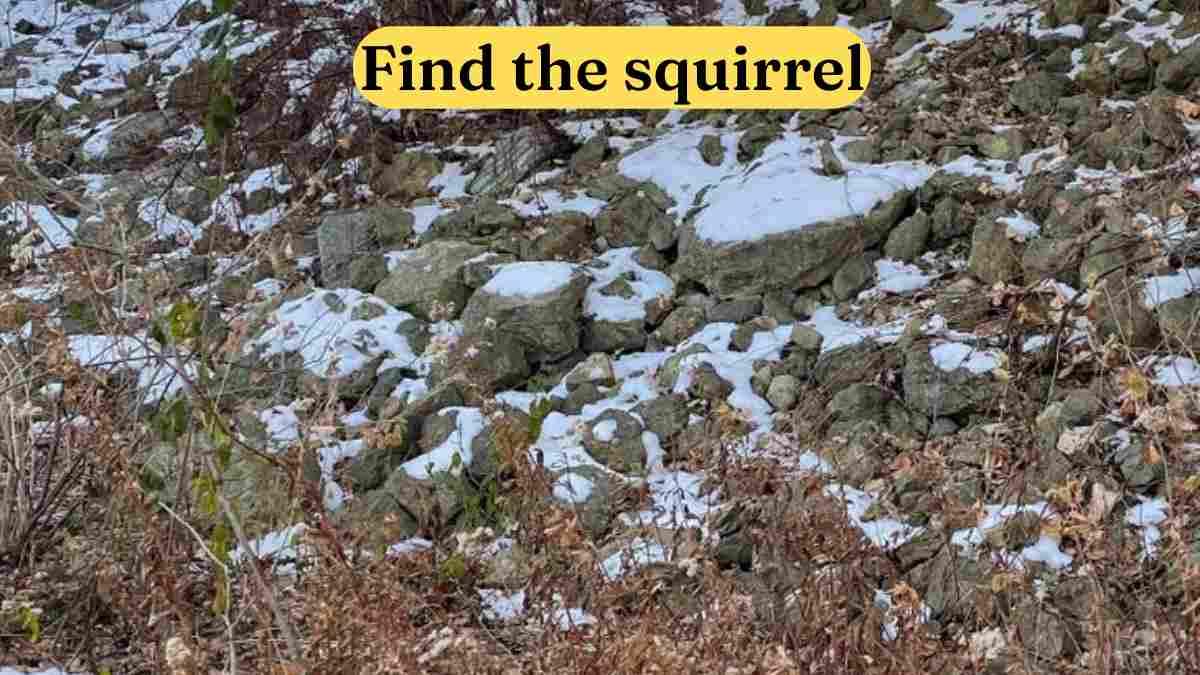 Optical Illusion Challenge: Spot the Squirrel in 10 seconds