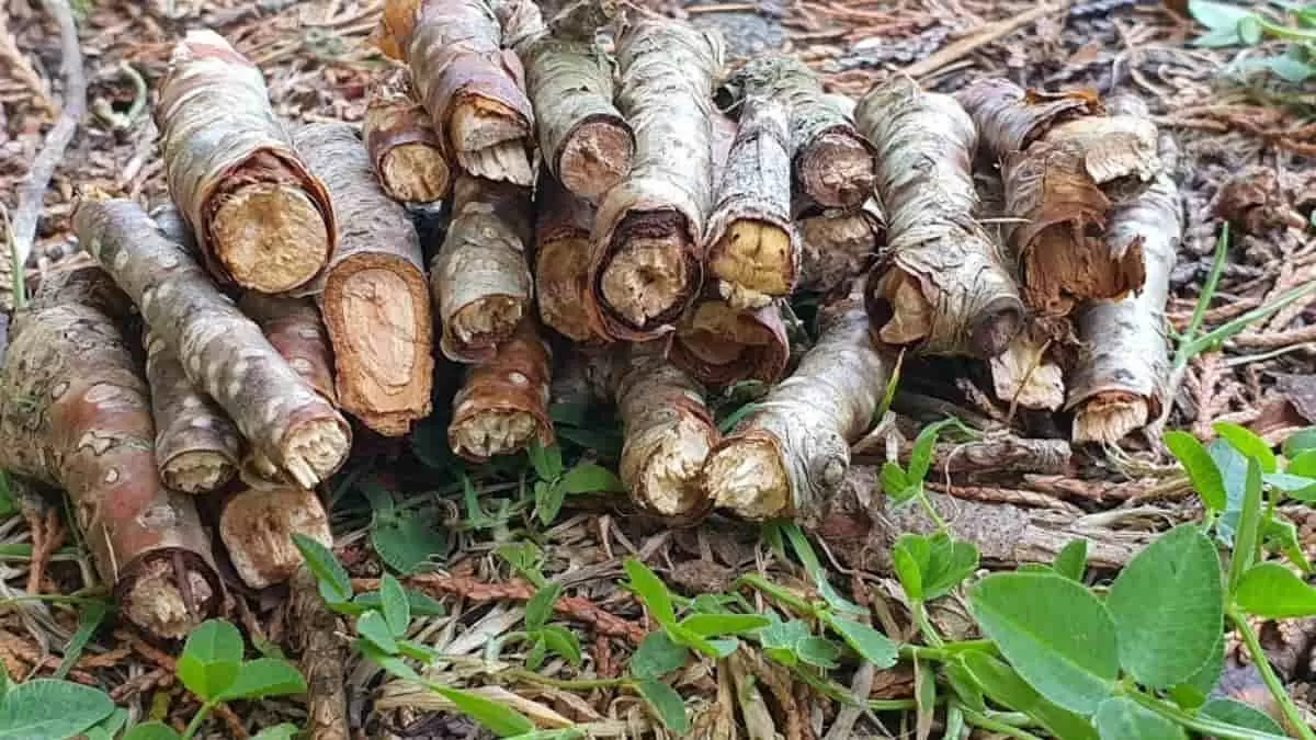 Find Hidden Moth in 5 Seconds