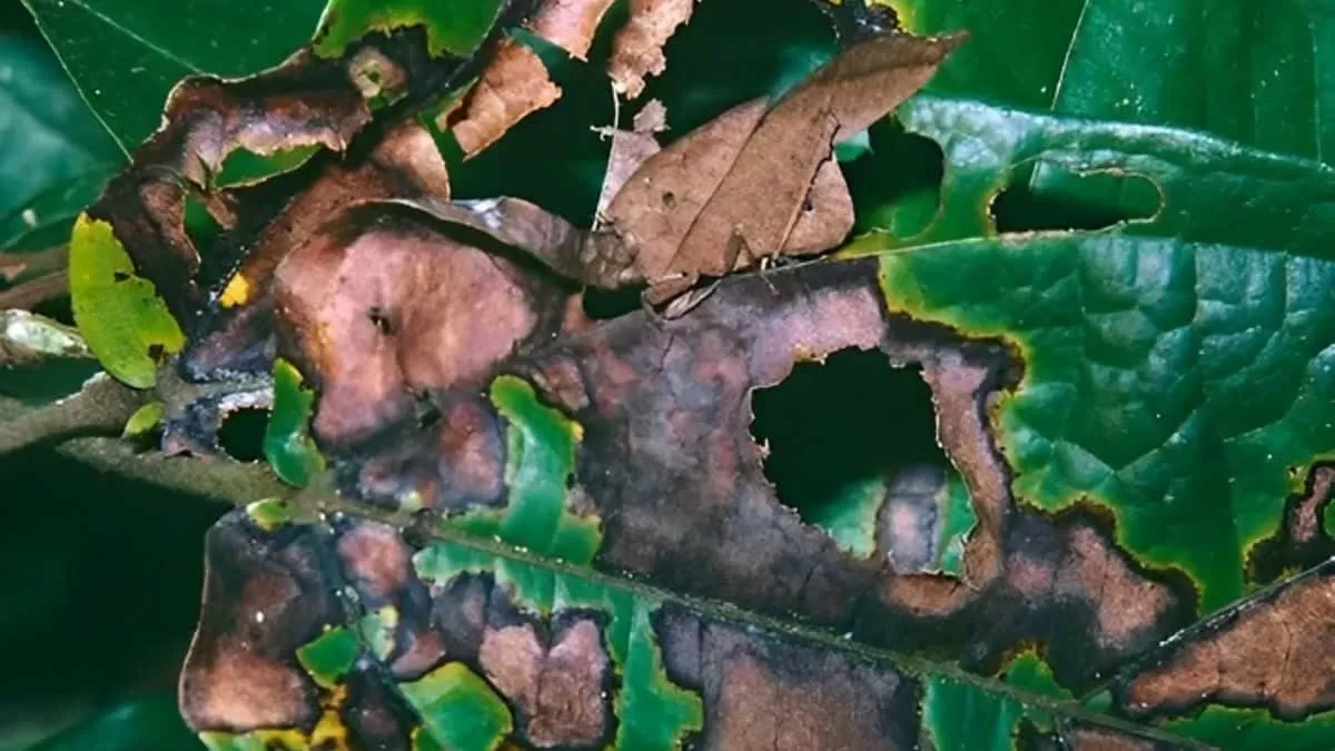 Find Hidden Grasshopper in 5 Seconds