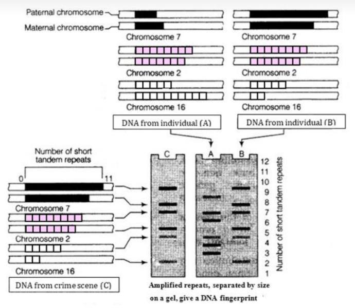 case study for biology class 12