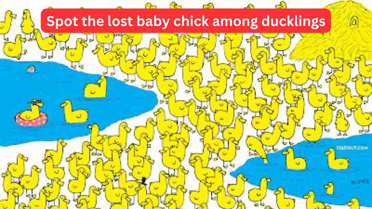 How to Find a Lost Chicken  