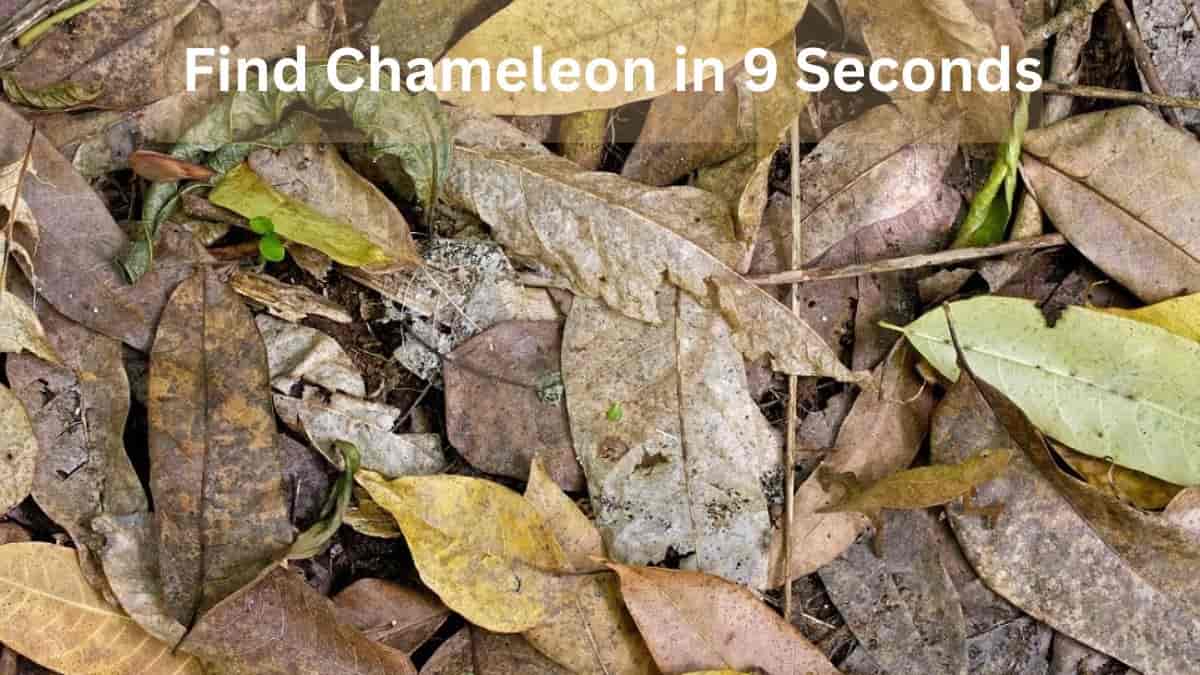 Find Chameleon in the forest in 9 Seconds