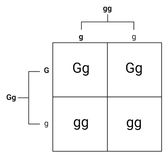 CBSE Class 12 Biology Answer Key