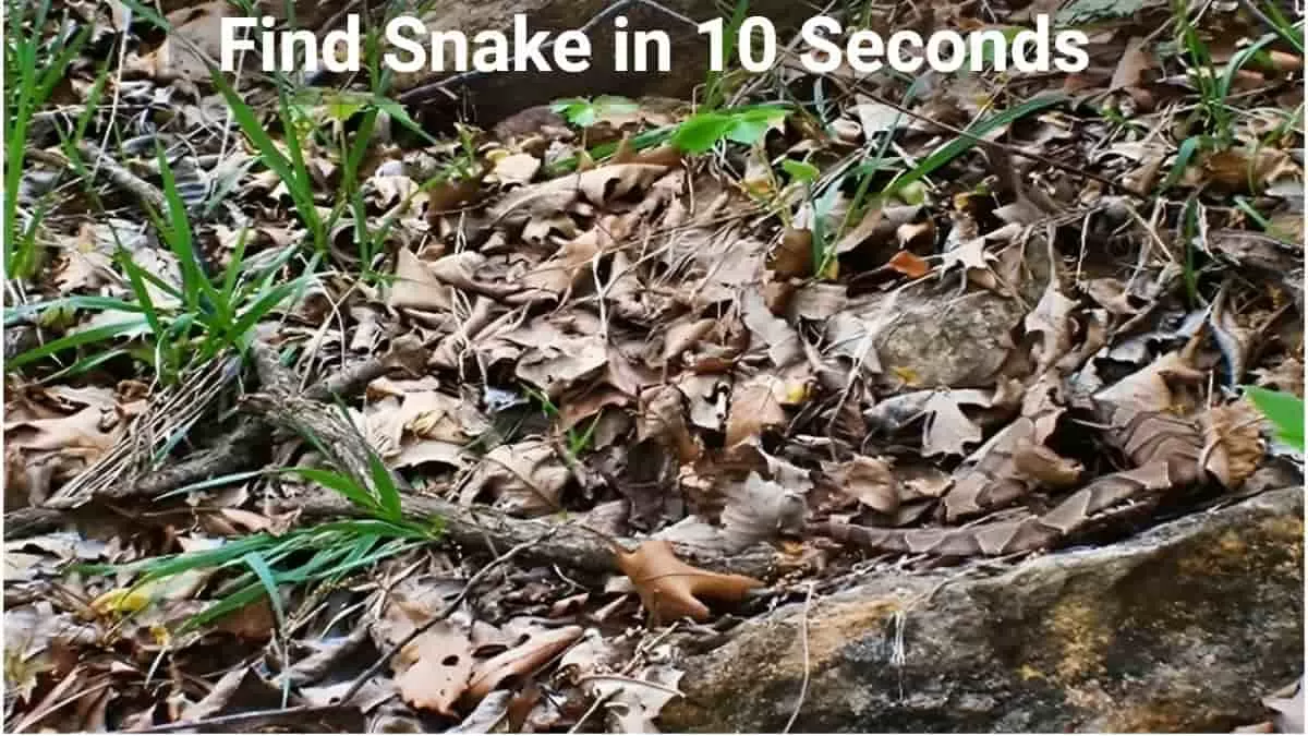 Optical Illusion: Can you spot a hidden snake in the leaves in 10 seconds?