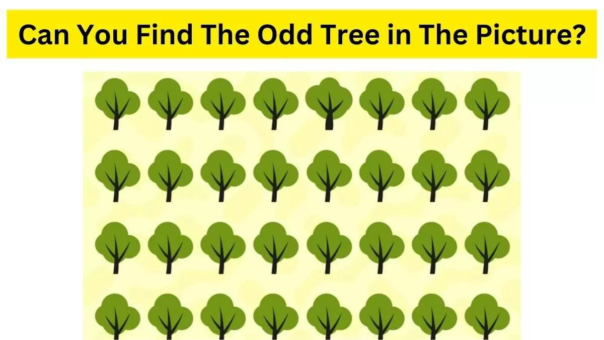 Do you see an odd tree here in the Grove?