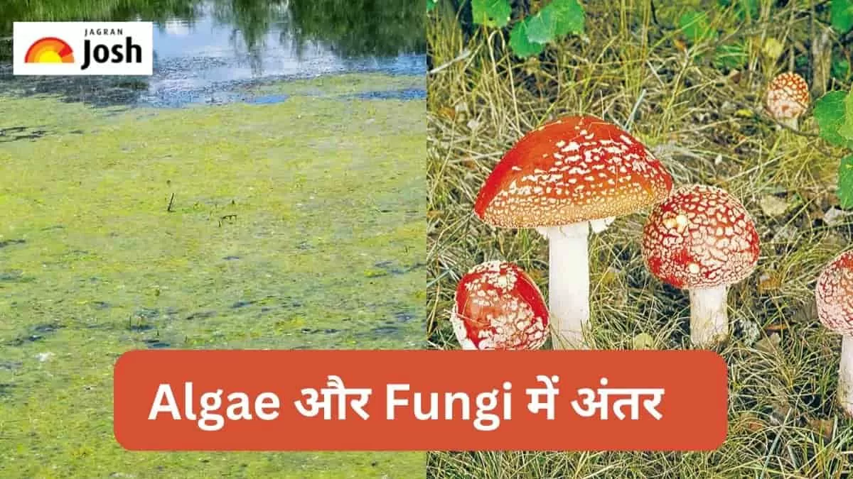 शैवाल और कवक में अंतर 