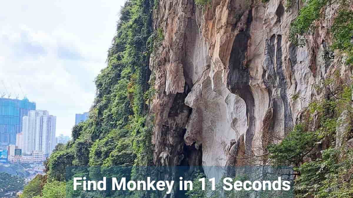 Find Monkey in 11 seconds