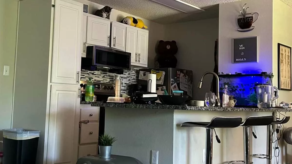 Find Two Cats in 10 Seconds