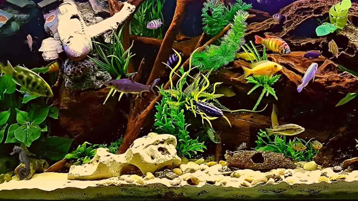 Optical Illusion Test: Can you spot a seahorse in the aquarium in 5 seconds?