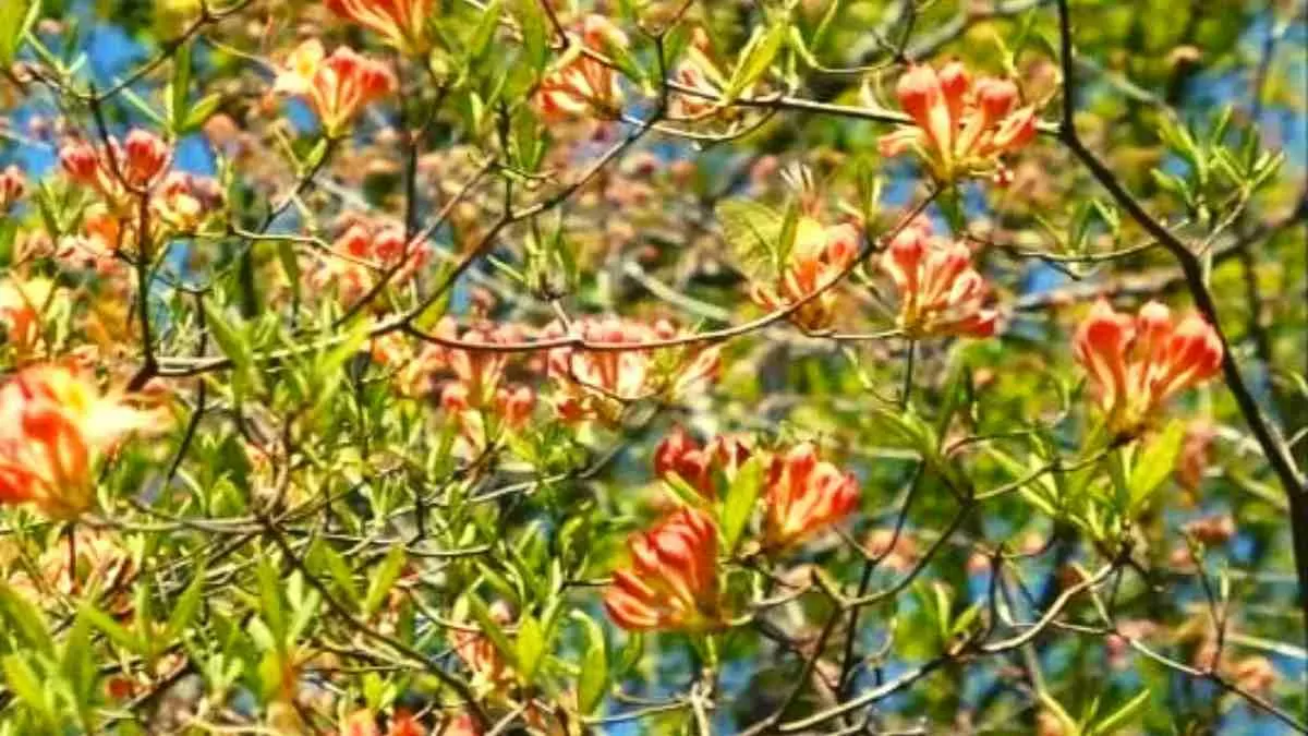 Find the hidden butterfly!