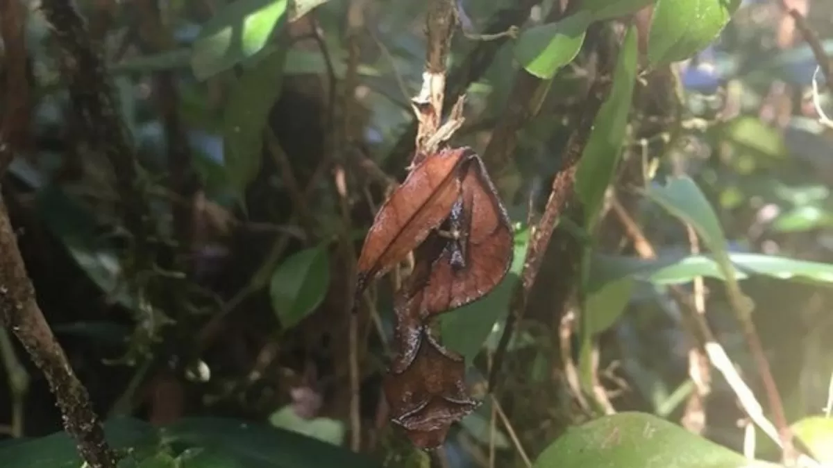 Find Gecko in 5 Seconds