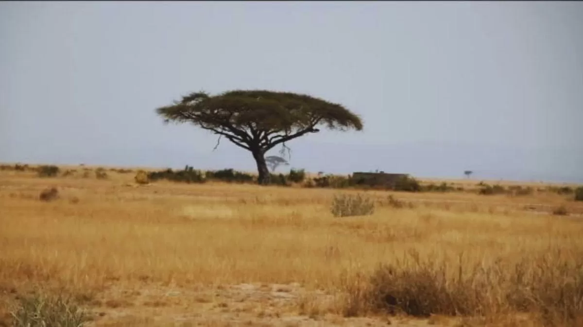 Find the hidden lion!