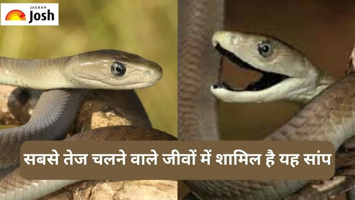 तेज चलने वाला सांप