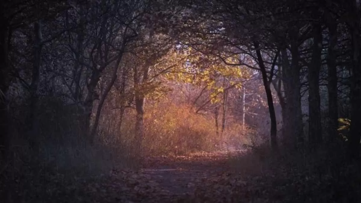 Find the hidden triceratops!