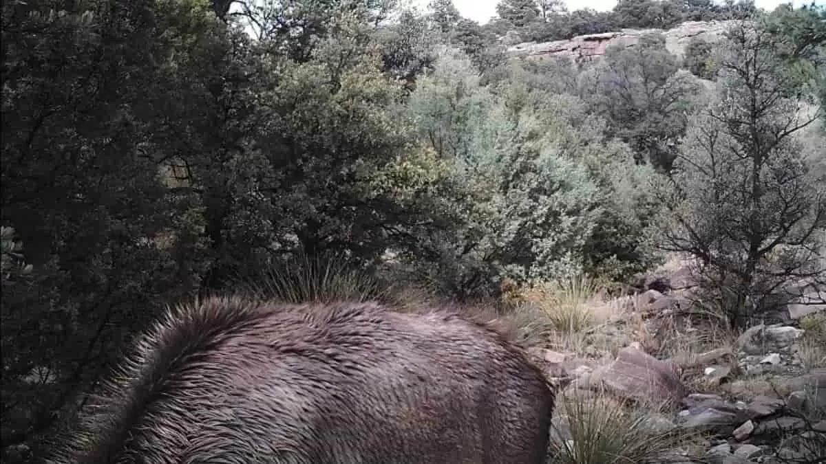 Find Cougar in the forest in 10 seconds