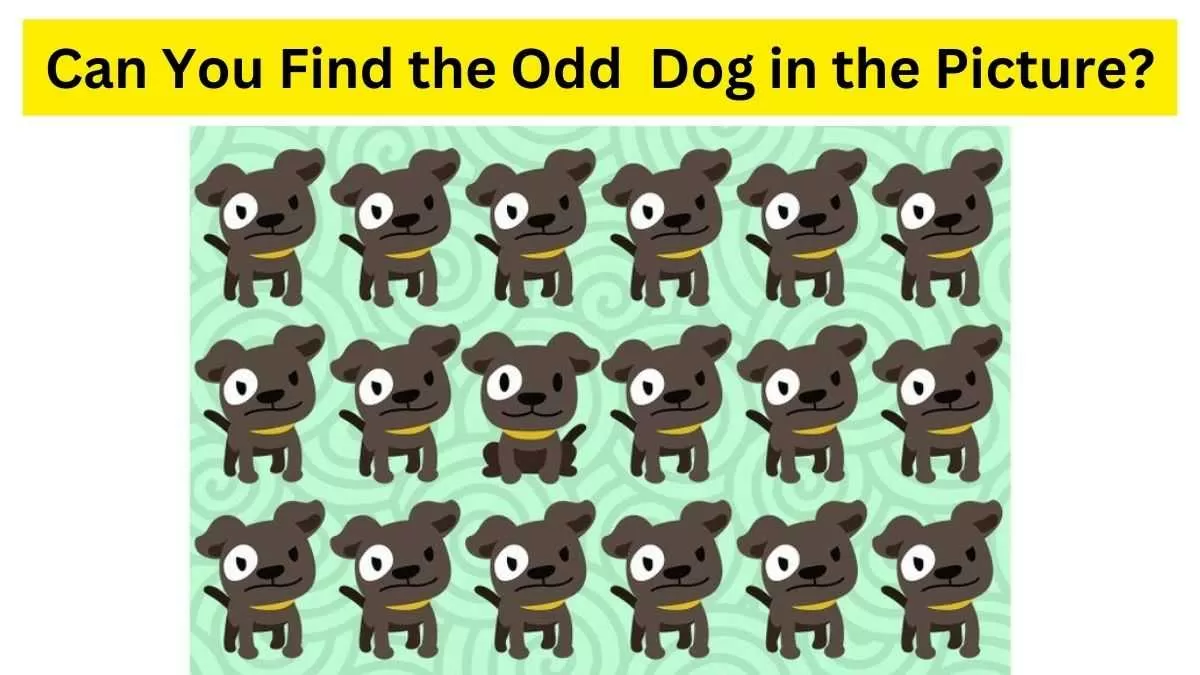 Brain Teasers for Dogs: Quick and Easy Homemade Puzzle Games