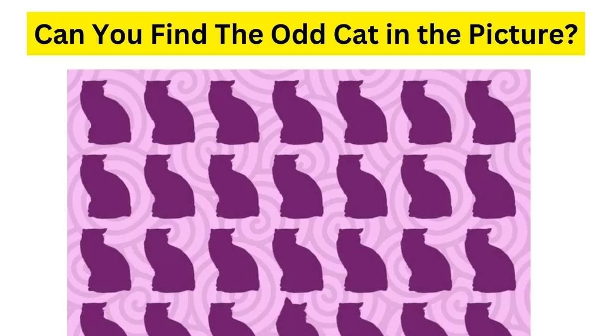 Brain Teaser For IQ Test: Can You Find The Odd Cat In Less Than 7 ...