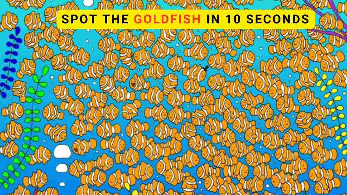 Optical Illusion Challenge: Spot the goldfish hidden among the clownfish in 10 seconds