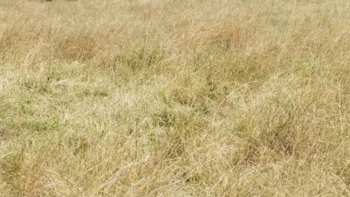 Spot Cheetah in 10 Seconds