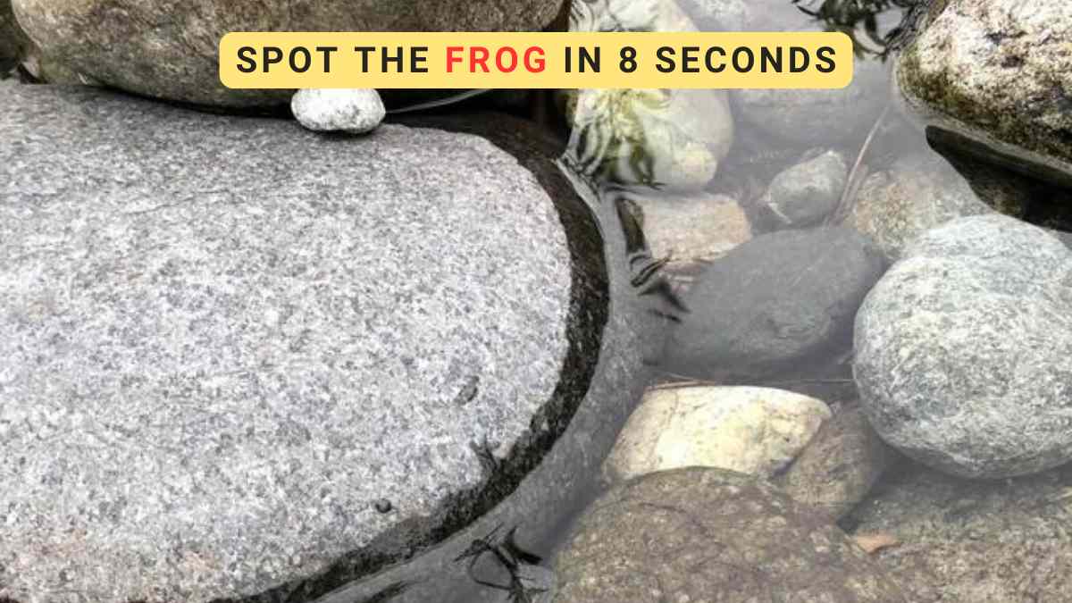 Optical Illusion IQ Test: Spot the frog in the lagoon in 8 seconds
