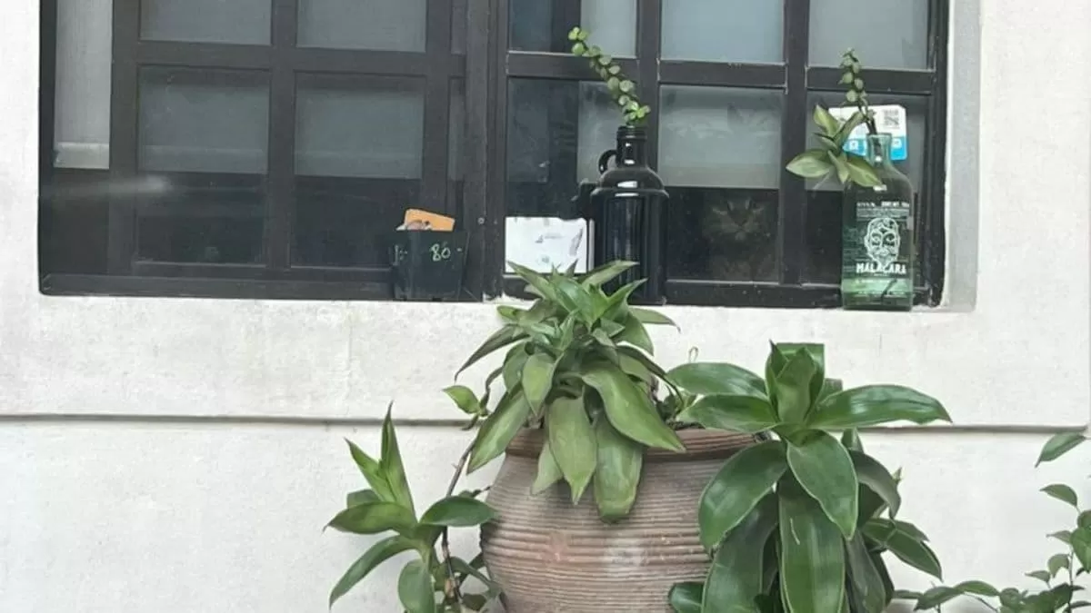 Find Cat in 4 Seconds