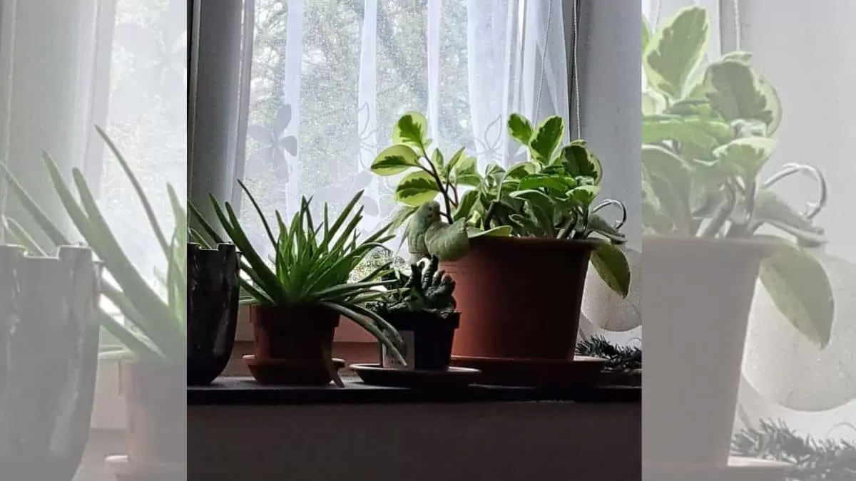 Find Bird in 4 Seconds