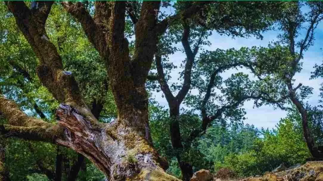 Find the hidden squirrel!